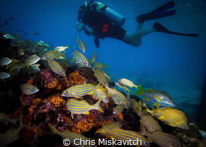 Diver and school.... by Chris Miskavitch 